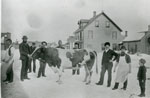 Cow in the Middle of a Snow-Covered Street, Sundridge, circa 1915