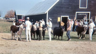 Fall Fair Cattle