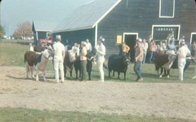 Elmvale Fall Fair Cattle 1968 (2)