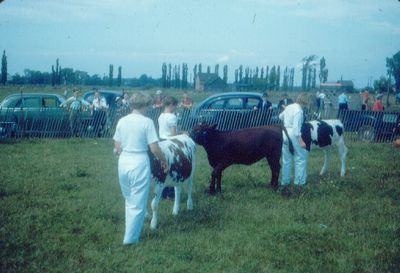 Elmvale Fall Fair Cattle 1951