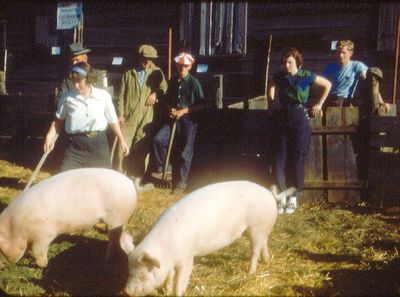 Elmvale Fall Fair Pigs 1952