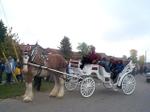 Horse Drawn Carriage Elmvale Fall Fair