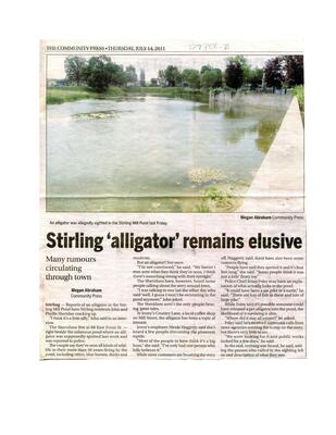 Stirling 'alligator' remains elusive, Community Press (2011)