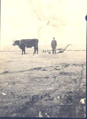 Farming Near Kindersley, Saskatchewan in 1901