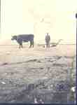 Farming Near Kindersley, Saskatchewan in 1901