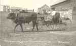 Ox Drawn Cart Pulling into Hanley, Saskatchewan