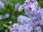 lilacs