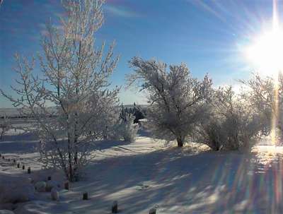 Frosted Trees