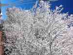 This Tree is Covered in Beautiful Horefrost