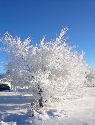 The Sun Reflects Off This Tree Covered in Horefrost