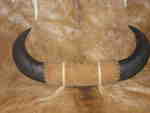 Bison "buffalo" Horns