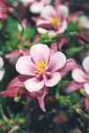 Crimson star Columbine