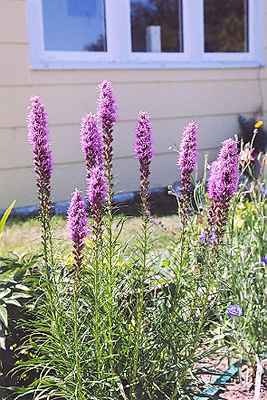 Liatris