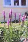 Liatris