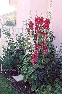 Hollyhocks