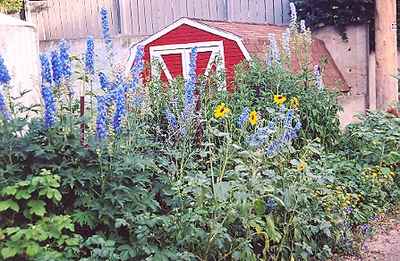 Delphiniums