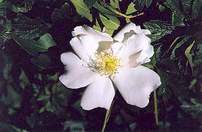 Morden Snowbeauty Rose