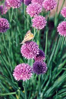 Chives