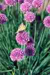 Chives