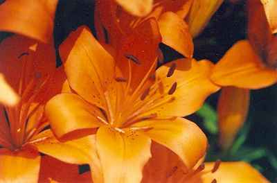 Lilies