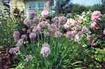 Ornamental Onion Allium