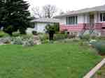 Swift Current Front Yard - Blue Grama Grass