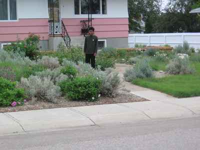 Swift Current Front Yard - Blue Grama Grass