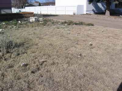 Swift Current Lawn - Blue Grama Grass