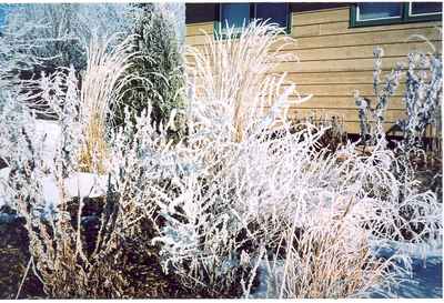 Swift Current Contemporary Yard - Winter