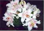 Oriental Lily