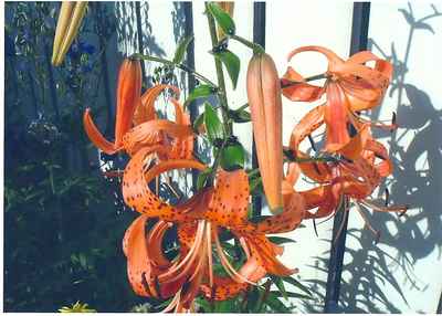 Tiger Lily