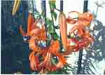 Tiger Lily