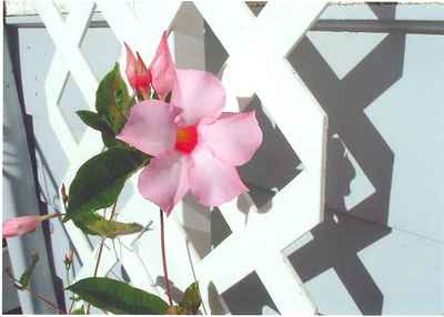 Mandevilla