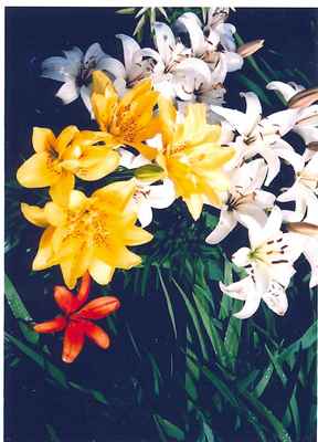 Lilies