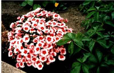 Dianthus