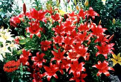 Red Lilies