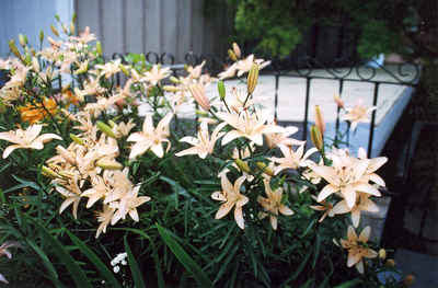 Swift Current Garden - Ted & Perois Khonje