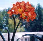 Clivia Miniata