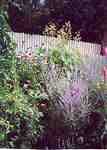 Swift Current, SK. Flowers - Doris King - Sage, Poppies, Echinacea