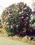 Swift Current, SK. Flowers - Doris King - Chrysanthemum