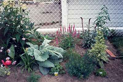 Swift Current, SK. Horticulture - Doris King - Red Fox, Salvia and Varigated Jacobs Ladder