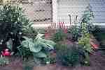 Swift Current, SK. Horticulture - Doris King - Red Fox, Salvia and Varigated Jacobs Ladder