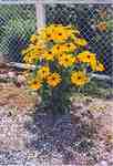 Swift Current, SK. Horticulture - Doris King - Rudbeckia