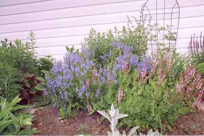 Swift Current Horticulture - Doris King - Speedwell and Salvia