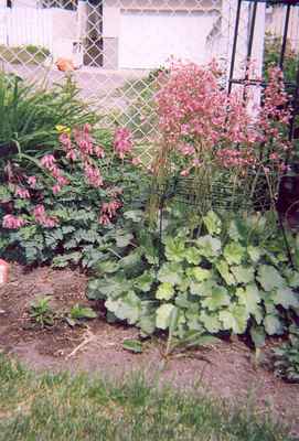 Swift Current Horticulture - Doris King - Bell Flowers