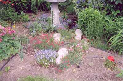 Swift Current Horticulture - Doris King - Pinks and Forget-Me-Nots