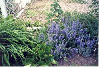 Swift Current Horticulture - Doris King - Speedwell and Bergenia