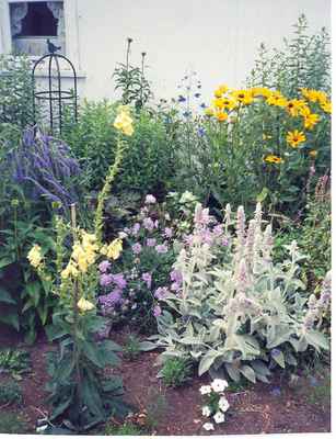 Swift Current Horticulture - Doris King - Yellow Foxglove, Scabiosa and Lambs Ear