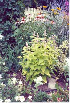 Swift Current Horticulture - Doris King - Mexican Mint