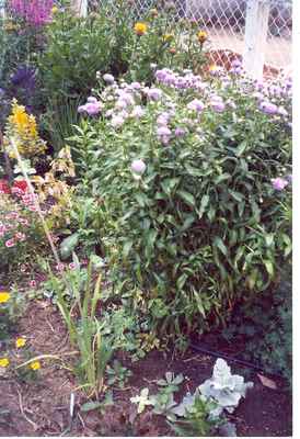 Swift Current Horticulture - Doris King - Fleabane, Globe Centaurea and Loosestrife